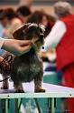 Crufts2011_2 1241